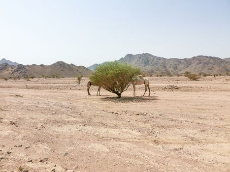 Desert landscape view with camels. selective focus