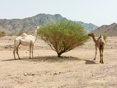 Desert landscape view with camels. selective focus