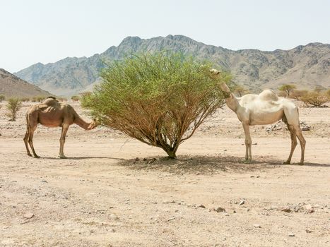 Desert landscape view with camels. selective focus