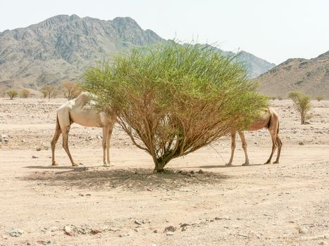 Desert landscape view with camels. selective focus