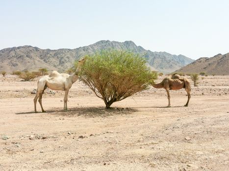 Desert landscape view with camels. selective focus