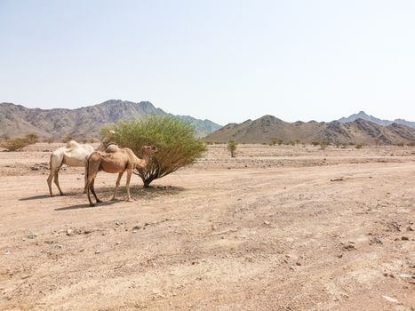 Desert landscape view with camels. selective focus