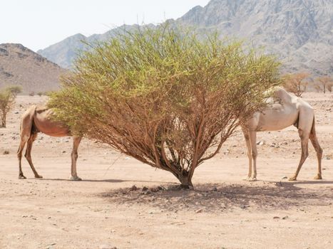 Desert landscape view with camels. selective focus