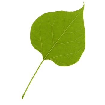 green leaf isolated over a white background