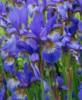 Purple Irises in a Garden