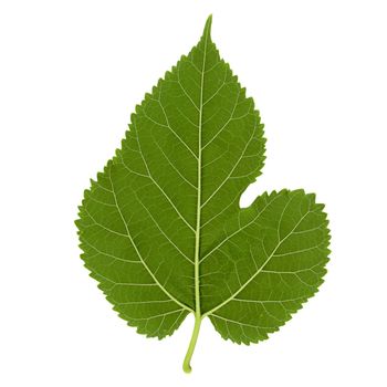 white mulberry tree (scientific name Morus alba) leaf isolated over white background