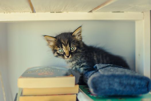 gray striped kitten sits on a white bookshelf