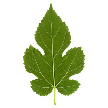 white mulberry tree (scientific name Morus alba) leaf isolated over white background