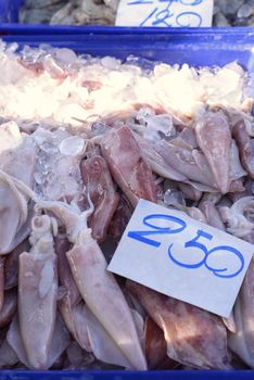 A large fresh squid immersed in a blue ice tray In the local market of Thailand.