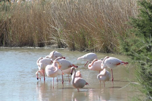 Pink flamingos in Camargue, France