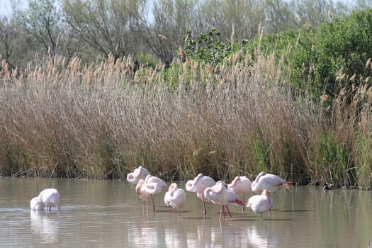 Pink flamingos in Camargue, France