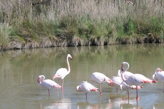 Pink flamingos in Camargue, France