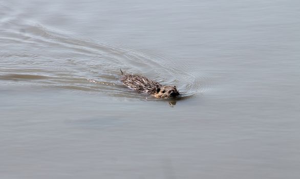Nutria swimming in the water