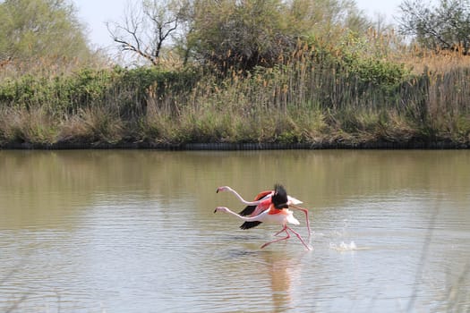 Pink flamingos in Camargue, France