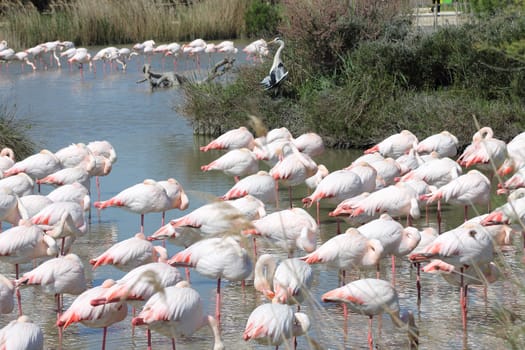 Pink flamingos in Camargue, France