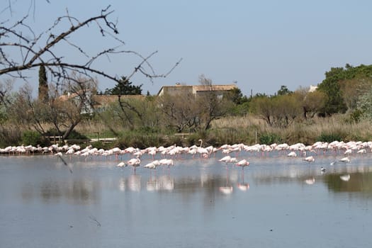 Pink flamingos in Camargue, France