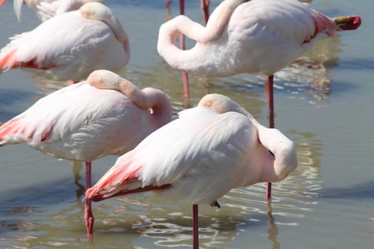 Pink flamingos in Camargue, France