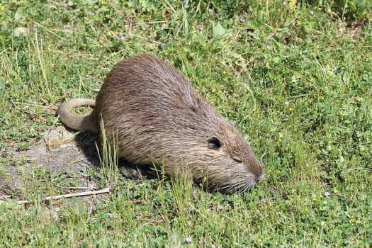 Nutria in the grass