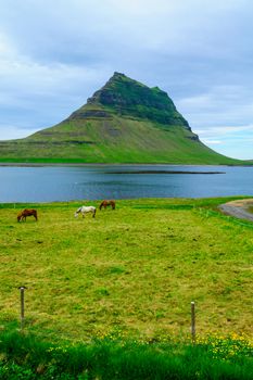 Landscape, horses, and the Kirkjufell mountain (Church mountain), in the Snaefellsnes peninsula, west Iceland