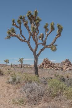 Joshua tree, Joshua Tree National Park, CA, USA