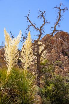 An old tree and landscape in Joshua Tree National Park, California, USA