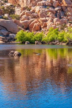 Landscape with rocks reflection in the lake, Joshua Tree National Park, California, USA