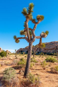 View of landscape and Joshua tree, in Joshua Tree National Park, California, USA