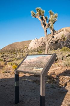 Joshua tree, Joshua Tree National Park, CA, USA