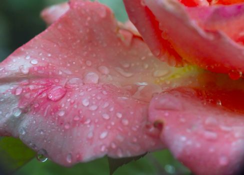 red rose rain drop macro close up