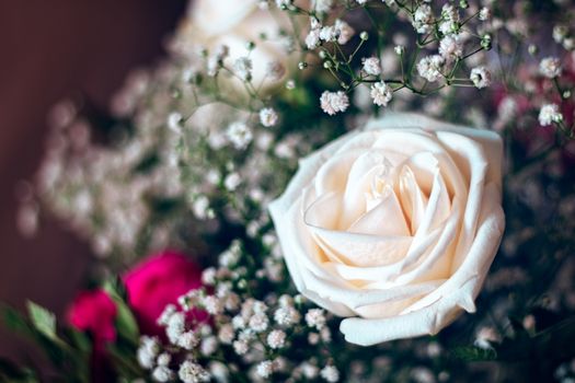 Set of white pink flowers with dark background and opening blur. Dramatic effect