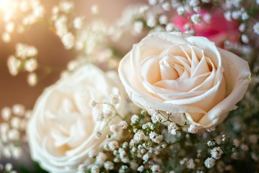 Set of white roses flowers with warm flash for romantic background