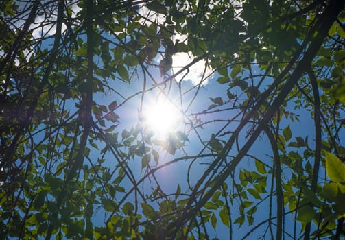 the sun's rays pass through trees, blue sky