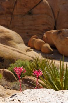 Flowers and rocks in Joshua Tree National Park, California, USA
