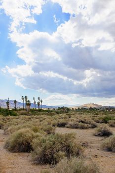 Desert landscape in Joshua Tree National Park, California, USA