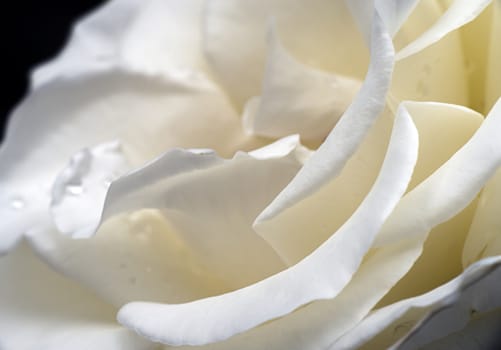 white rose in garden macro close up