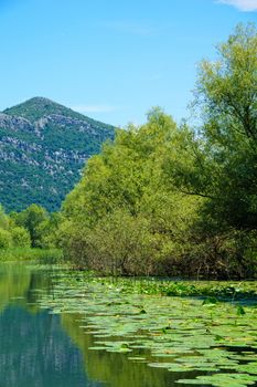 The Rijeka Crnojevica River, in the northern area of Skadar Lake National Park. Montenegro