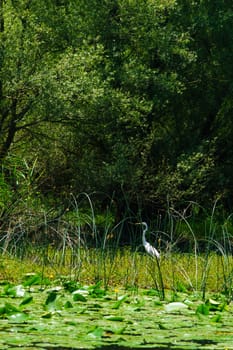 A Great Egret (Ardea Alba) bird in the northern area of Skadar Lake National Park. Montenegro