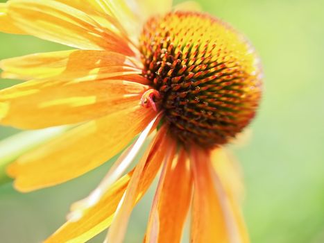single yellow echinacea or summer hat flower