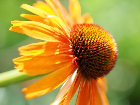 single yellow echinacea or summer hat flower