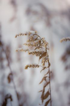 Dry plant covered with snow on a frosty winter day in the outdoor.