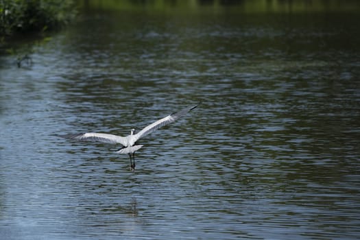 A grey heron flying of the pond looking for fish