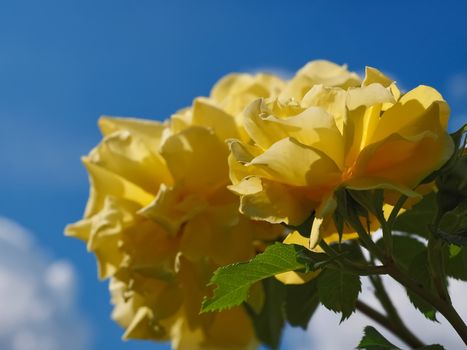 Macro of yellow roses in front of blue sky