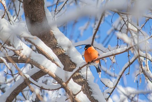 reddish chest bullfinch on a snow winter day sitting on a tree branch.