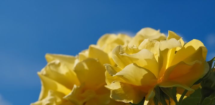 Macro of yellow roses in front of blue sky