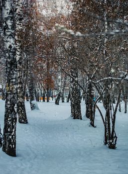 Snow-covered branches of trees on a frosty winter day.