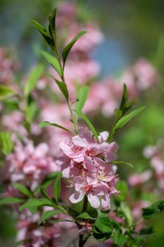 Spring flower pink almond closeup in the garden.