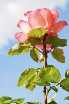 Macro of a red rose in front of blue sky