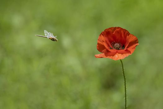 A flying dragonfly approaching a vivid red color poppy blooming under the spring sunny daylight