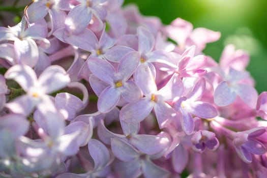 Branch of blossoming lilac on a sunny day close up on a blurred background.