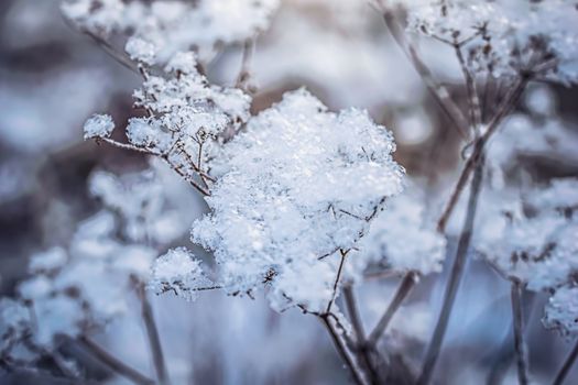 Dry plant covered with snow on a frosty winter day in the outdoor.